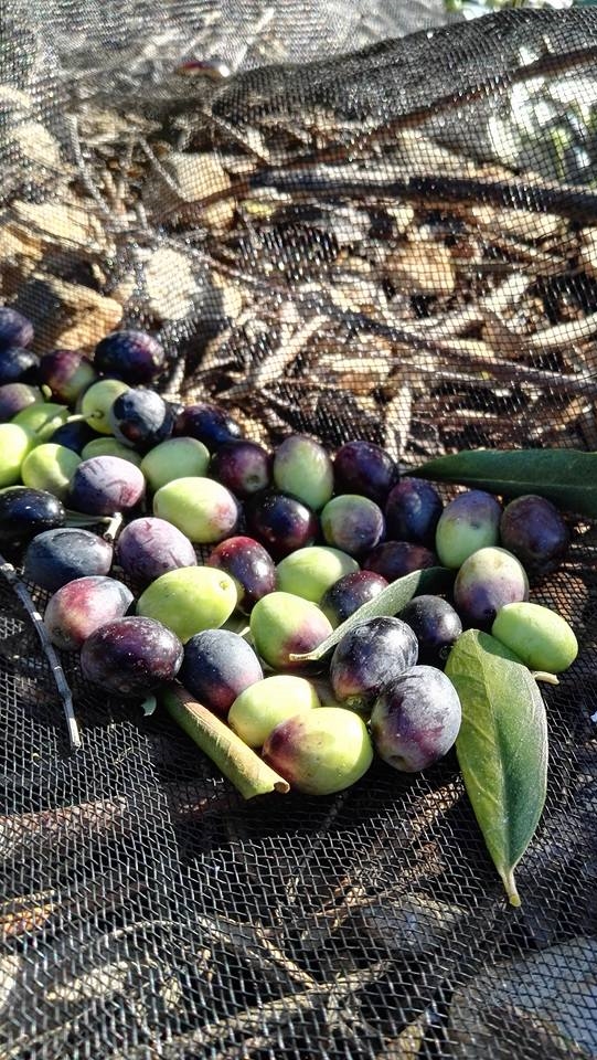 La raccolta delle olive a mano