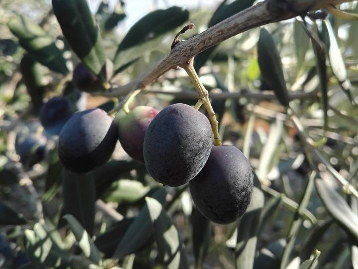 Raccolta tra gli ulivi
