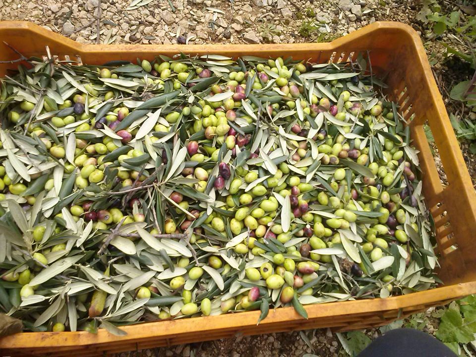 La raccolta delle olive