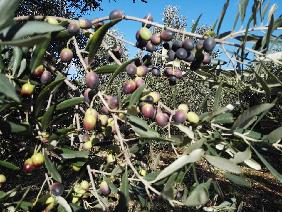 La raccolta delle olive