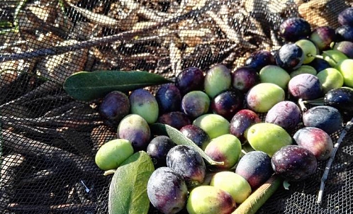 Il retro della masseria