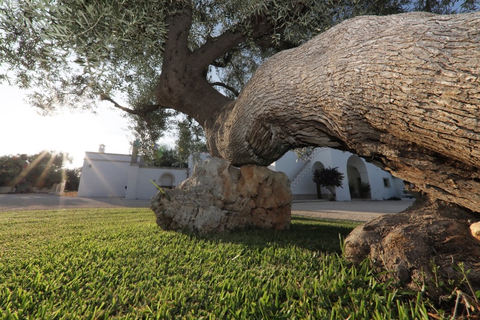 L'ulivo davanti alla masseria